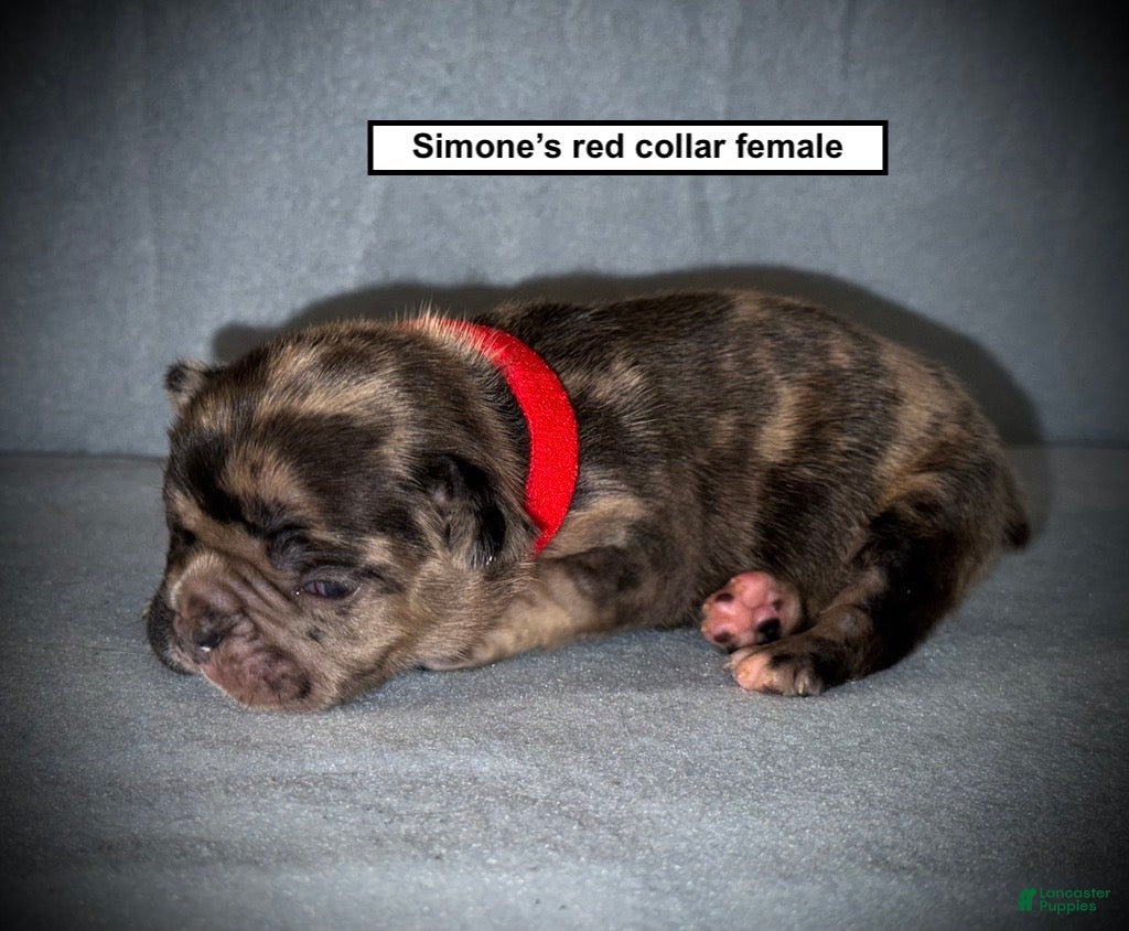 French Bulldog dogs AKC Simone's Red Collar Female - Ad 41
