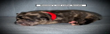AKC Simone's Red Collar Female