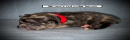 French Bulldog dogs for sale: AKC Simone's Red Collar Female - Ad 1