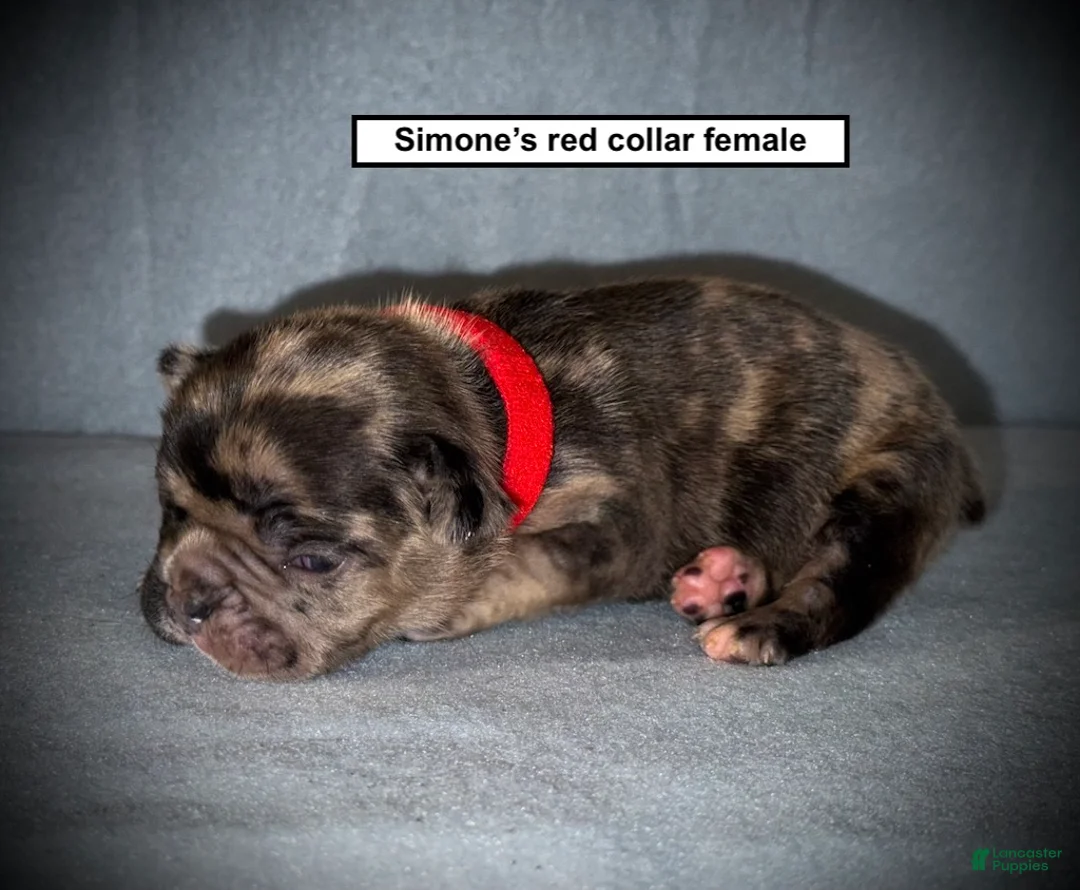 French Bulldog dogs for sale: AKC Simone's Red Collar Female - Ad 1