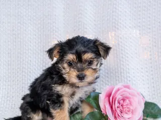 Morkie dogs Callie - Ad 15