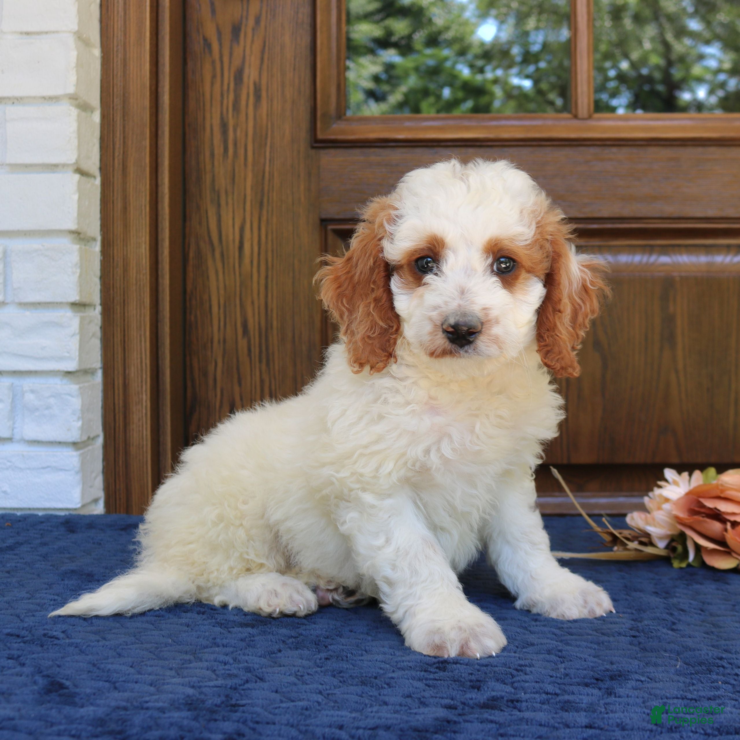 Mini Goldendoodle dogs Simba  - Ad 2
