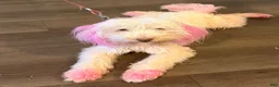 Goldendoodle dogs for sale: Goldendoodle 3 - Ad 2
