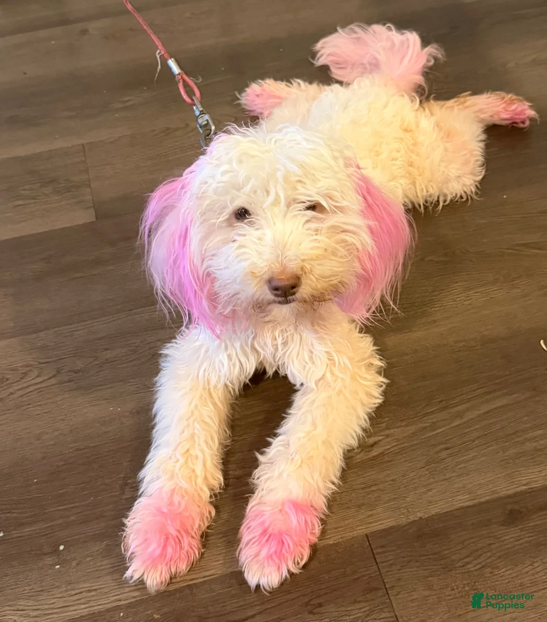 Goldendoodle dogs for sale: Goldendoodle 3 - Ad 2