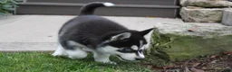 Siberian Husky dogs for sale: Timber - Ad 6