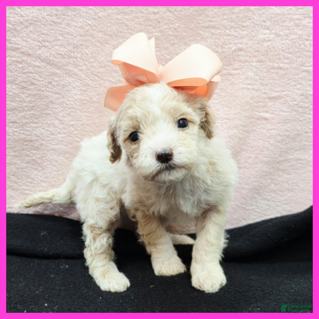Maltipoo dogs Orianna - Ad 7