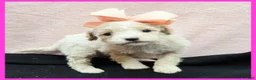 Maltipoo dogs for sale: Orianna - Ad 1