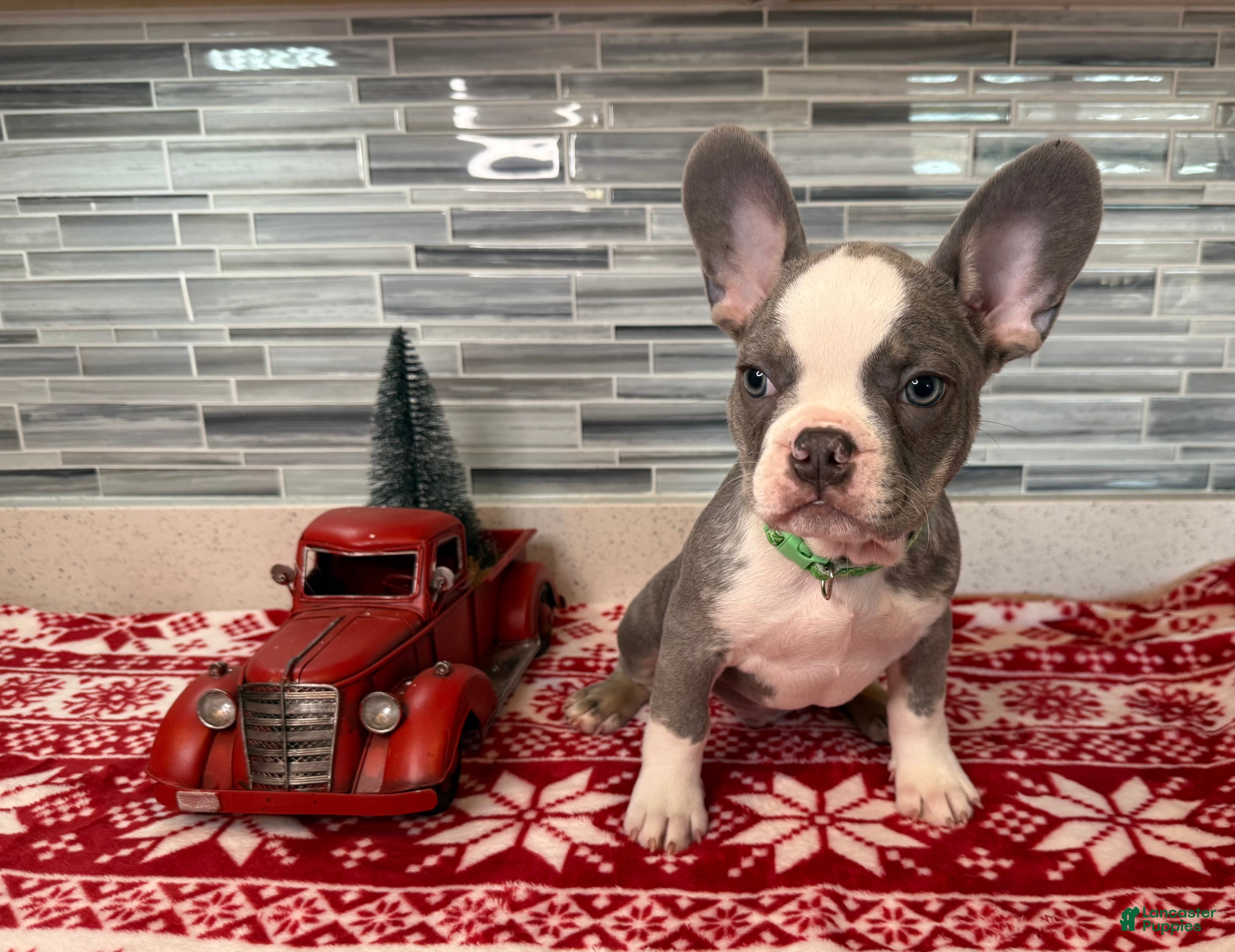 French Bulldog dogs French Bulldog Puppy 3 - Ad 29