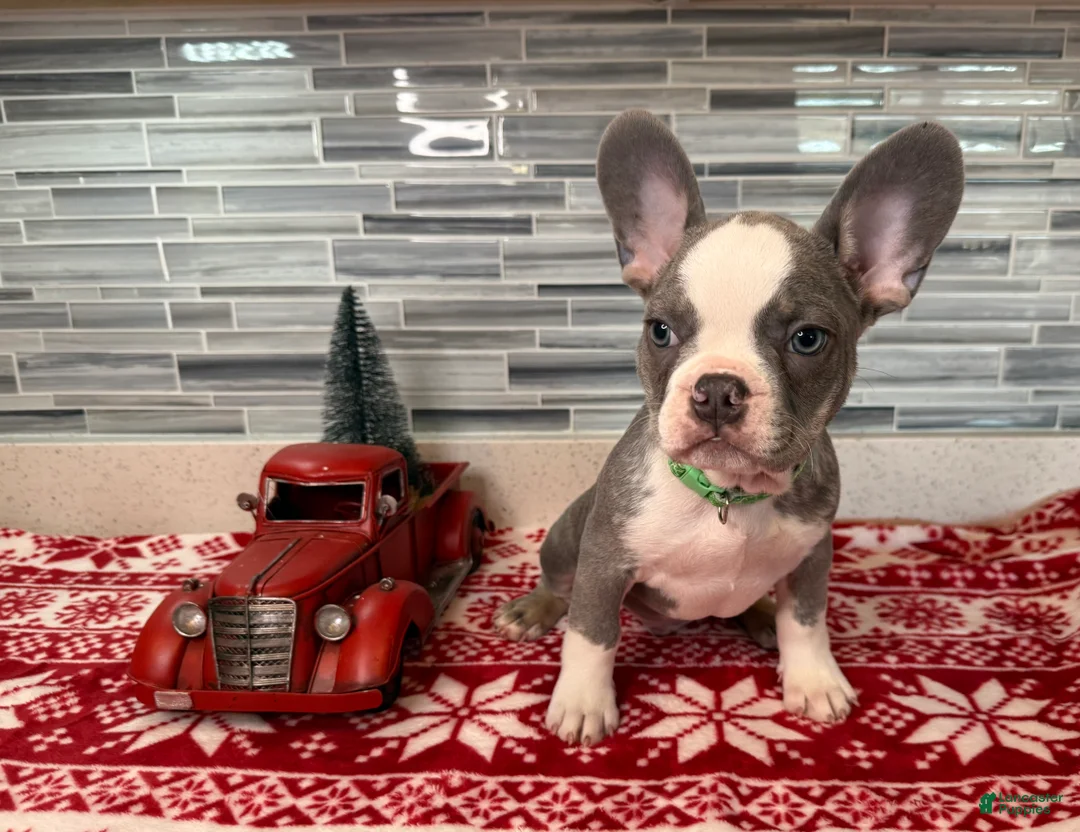 French Bulldog dogs for sale: French Bulldog Puppy 3 - Ad 1