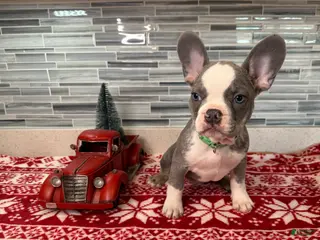 French Bulldog dogs French Bulldog Puppy 3 - Ad 27
