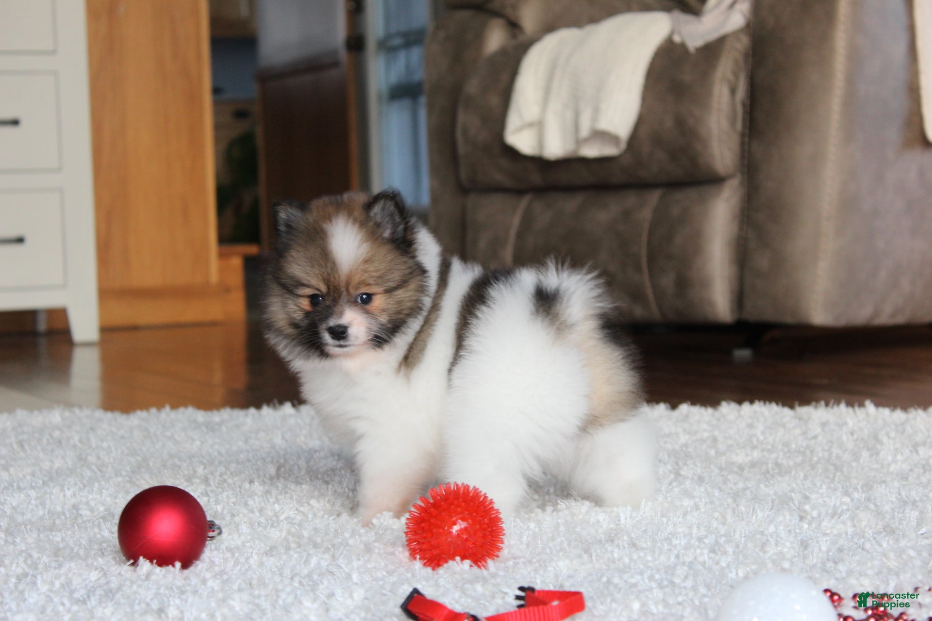 Pomeranian dogs Ethan - Ad 3