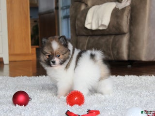 Pomeranian dogs Ethan - Ad 3