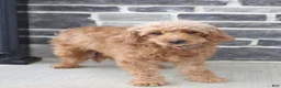 Goldendoodle dogs for sale: Casey - Ad 6