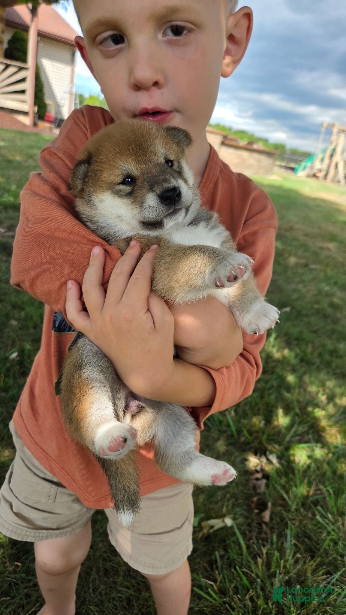 Shiba Inu dogs Liberty Belle - Ad 1