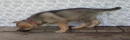German Shepherd dogs for sale: Colleague - Ad 3