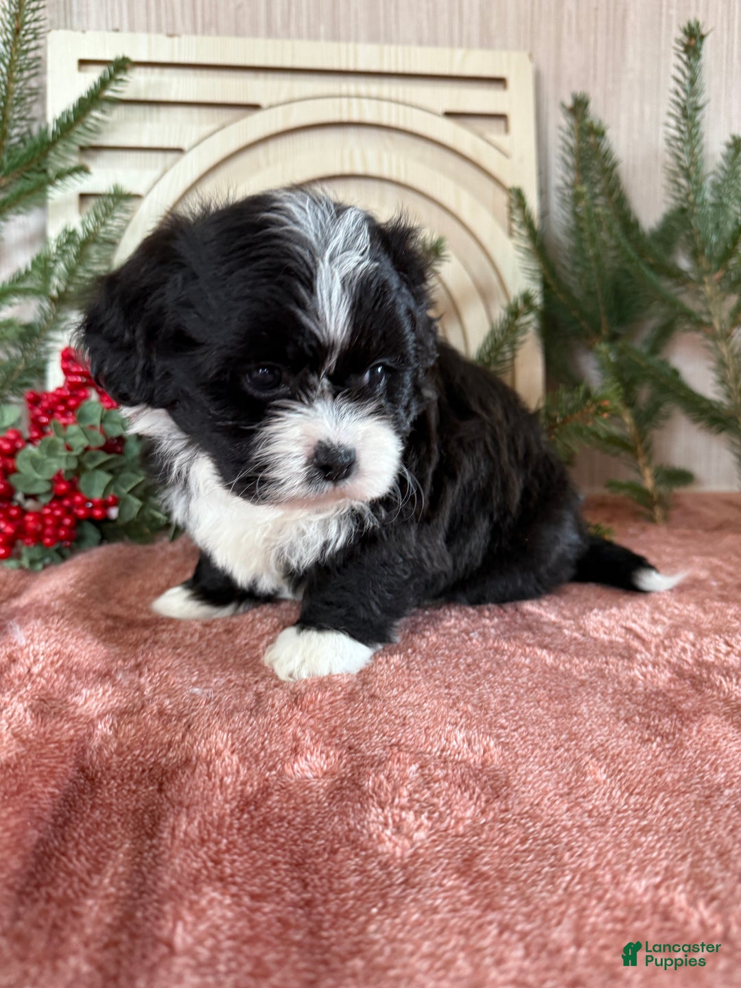 Teddy Bear dogs for sale: Sammy - Ad 4