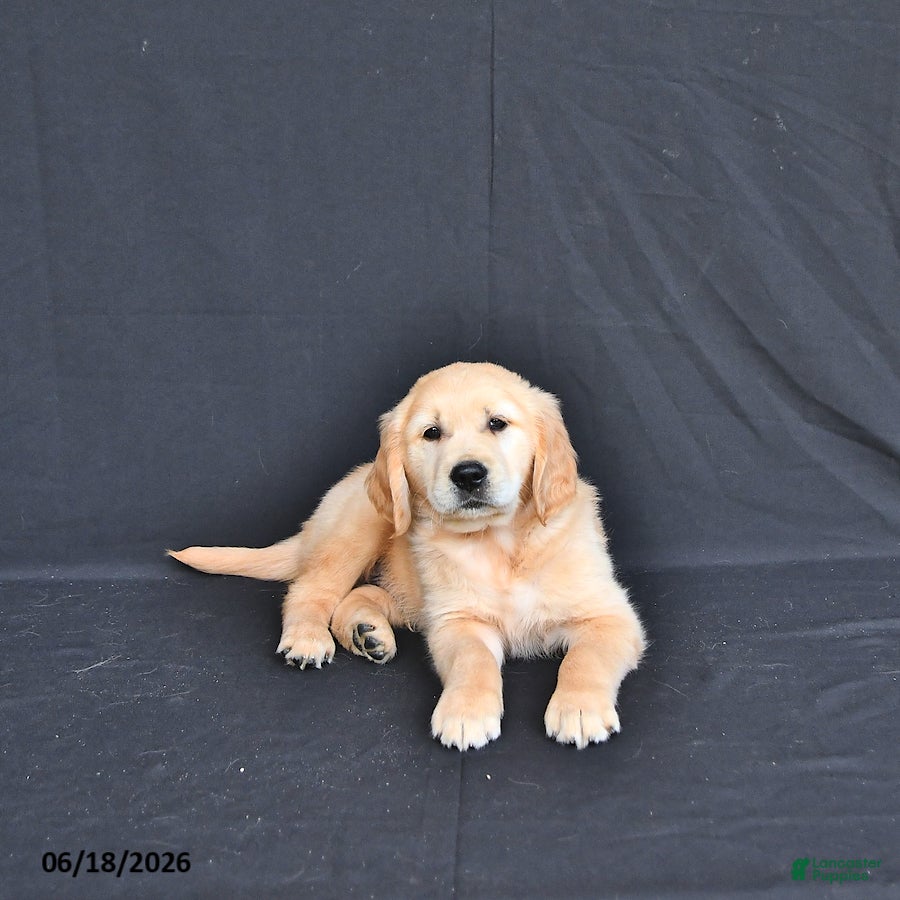 Golden Retriever dogs Jem  - Ad 1