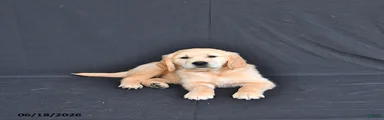 Jem 