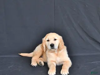 Golden Retriever dogs for sale: Jem - Ad 4