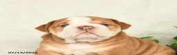 English Bulldog dogs for sale: Taser - Ad 3