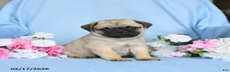 Pug dogs for sale: Biscuit - Ad 1