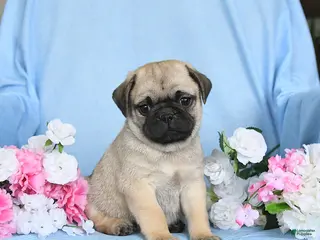 Pug dogs for sale: Biscuit - Ad 2