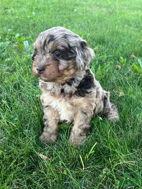 Mini Aussiedoodle dogs Amber Miniature Aussiedoodle  - Ad 2