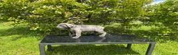 Cane Corso dogs for sale: Cane Corso Puppy 4 - Ad 2