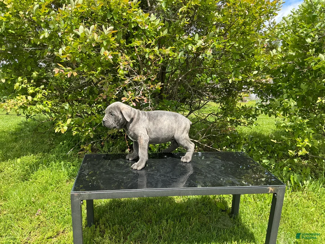 Cane Corso dogs for sale: Cane Corso Puppy 4 - Ad 2