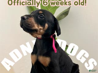 Doberman Pinscher dogs Doberman Pinscher (Female) - Ad 13