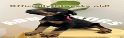 Doberman Pinscher dogs for sale: Doberman Pinscher (Male) - Ad 11
