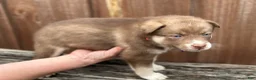 Pomsky dogs for sale: Sage - Ad 3