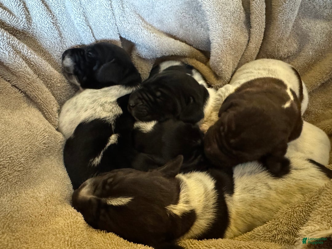 German Shorthaired Pointer dogs for sale: German Shorthaired Pointer Puppy 1 - Ad 11