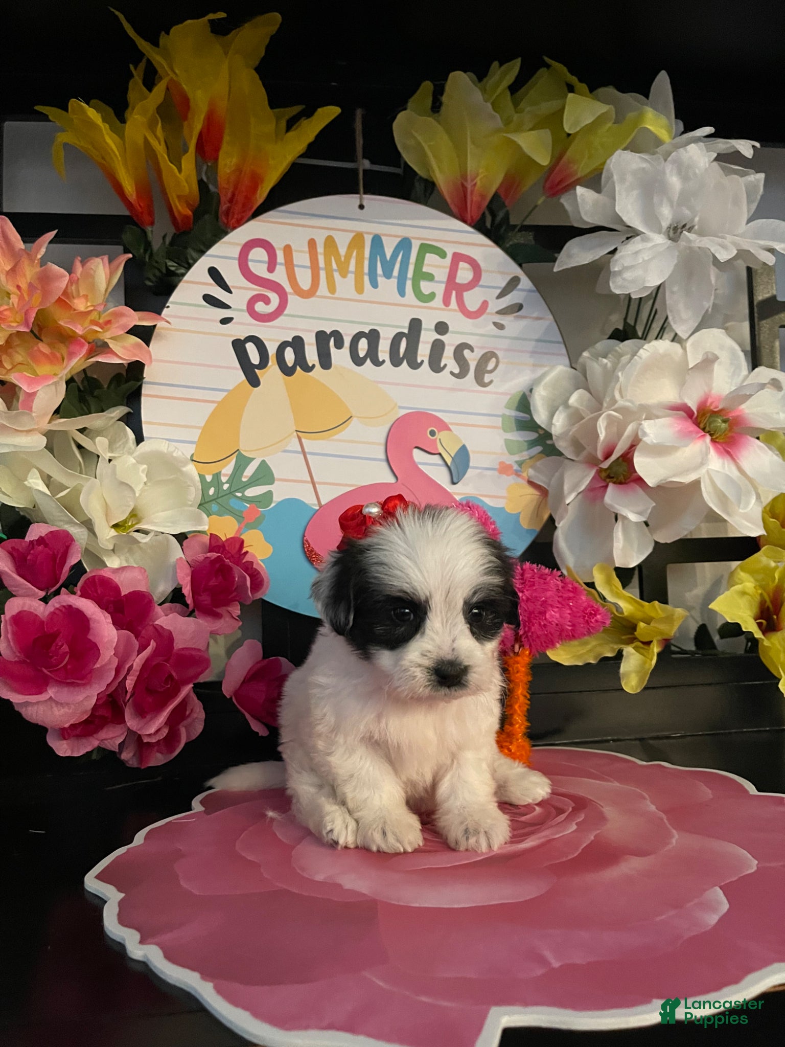 Shihpoo dogs Shih Tzu Puppy 3 - Ad 1