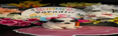 Shih Tzu Puppy 3