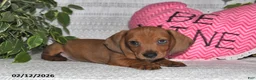 Miniature Dachshund dogs for sale: Harry - Ad 2