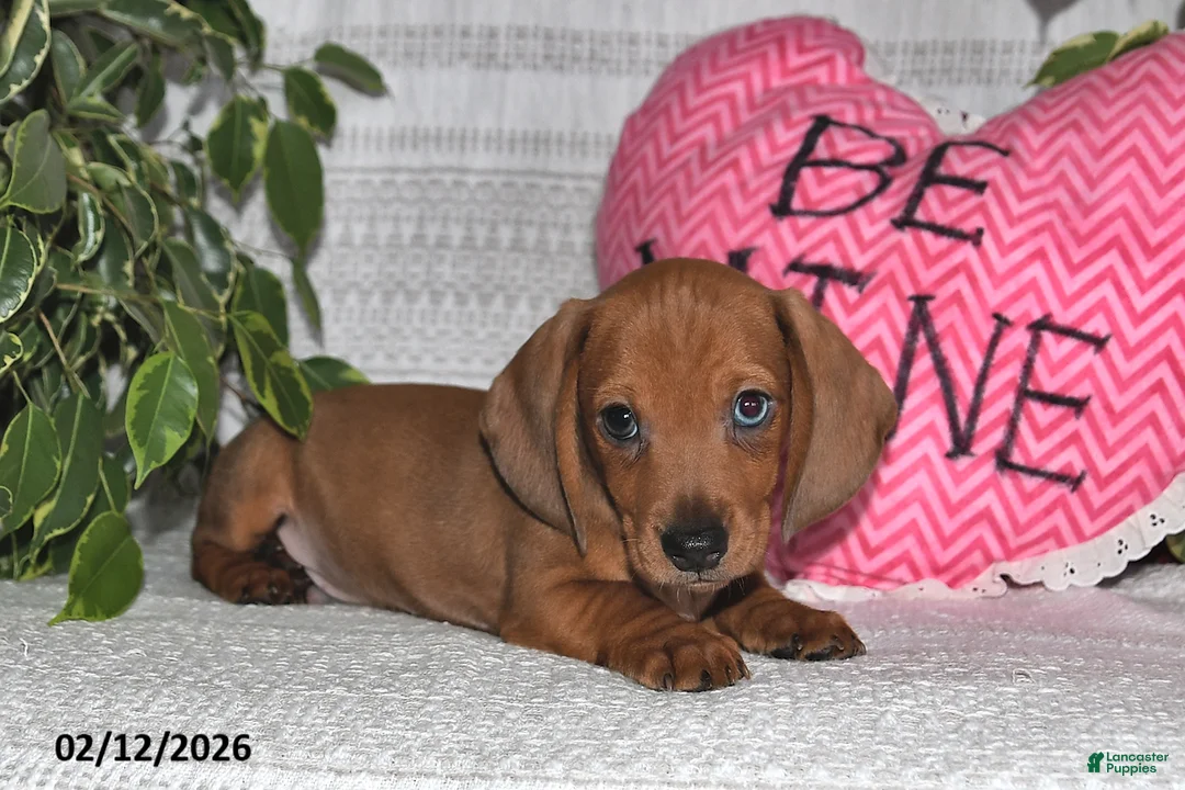 Miniature Dachshund dogs for sale: Harry - Ad 2
