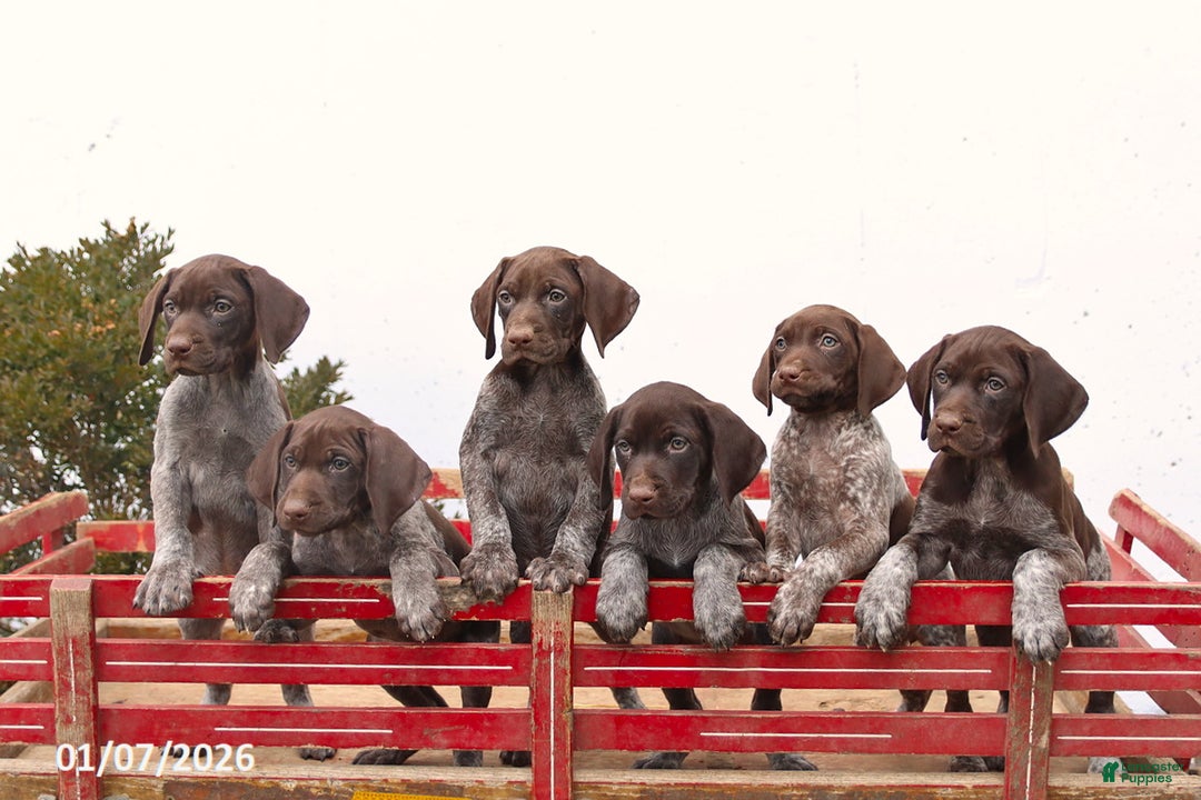 German Shorthaired Pointer dogs for sale: Laker - Ad 2