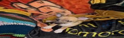 Chiweenie dogs for sale: Mai Tai  - Ad 12