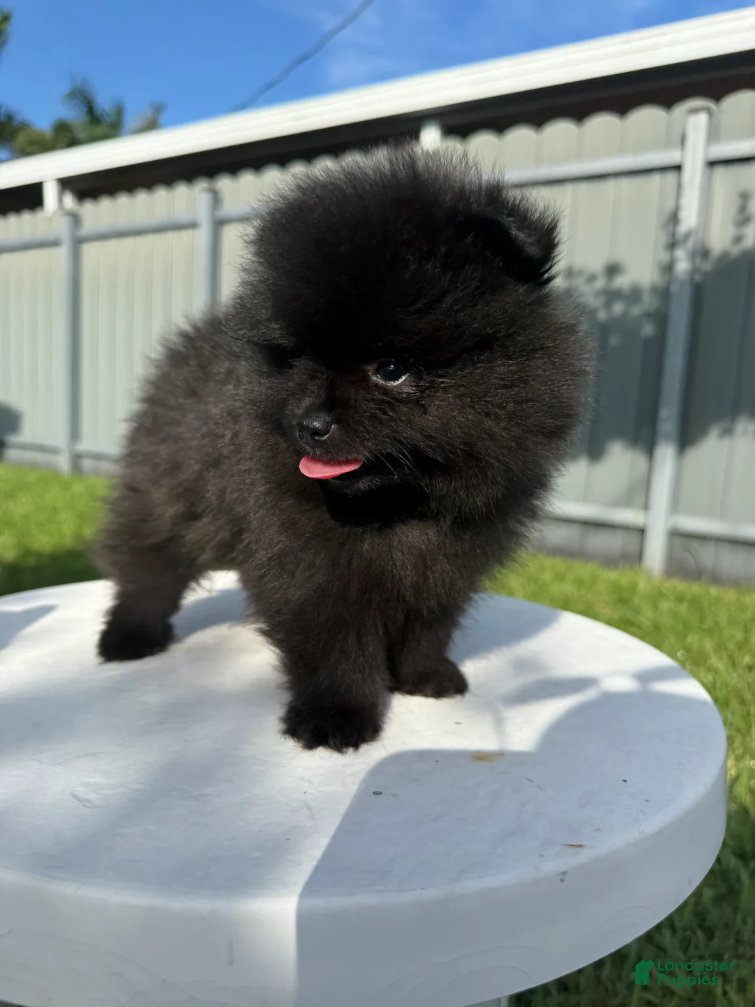 Pomeranian dogs for sale: Pomeranian 3 - Ad 1