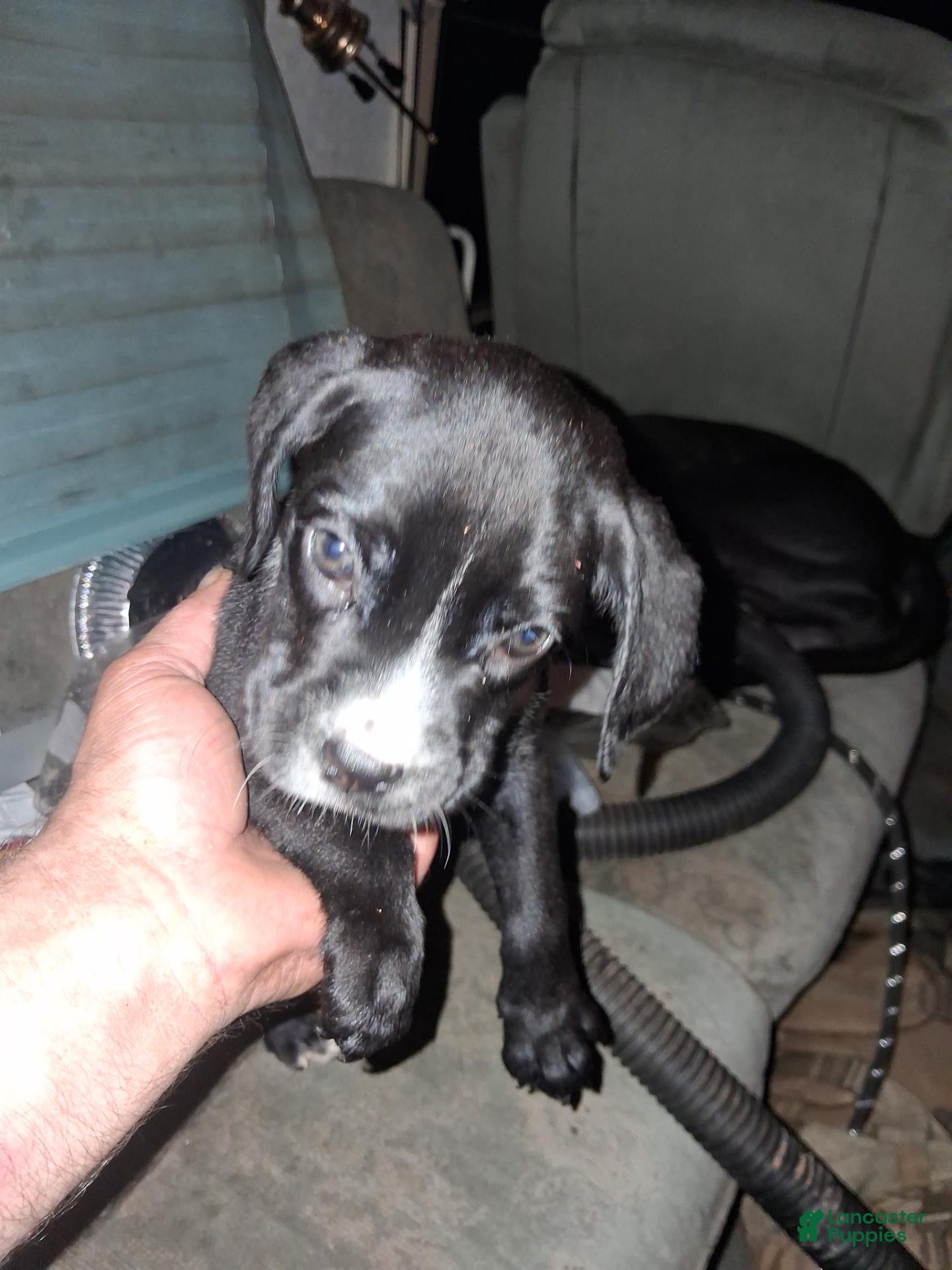 Boxador dogs Boxador 3 - Ad 4