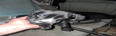 Boxador 3
