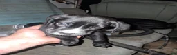 Boxador dogs for sale: Boxador 3 - Ad 1