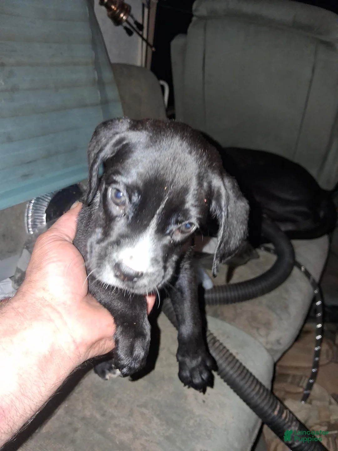 Boxador dogs for sale: Boxador 3 - Ad 1