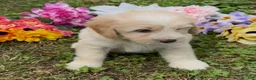 Mini Goldendoodle dogs for sale: Cedar - Ad 4