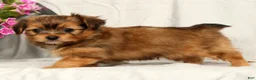 Yorkiepoo dogs for sale: Lindor - Ad 5
