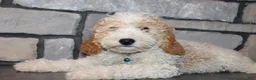 Mini Goldendoodle dogs for sale: Mini Ziggy - Ad 5