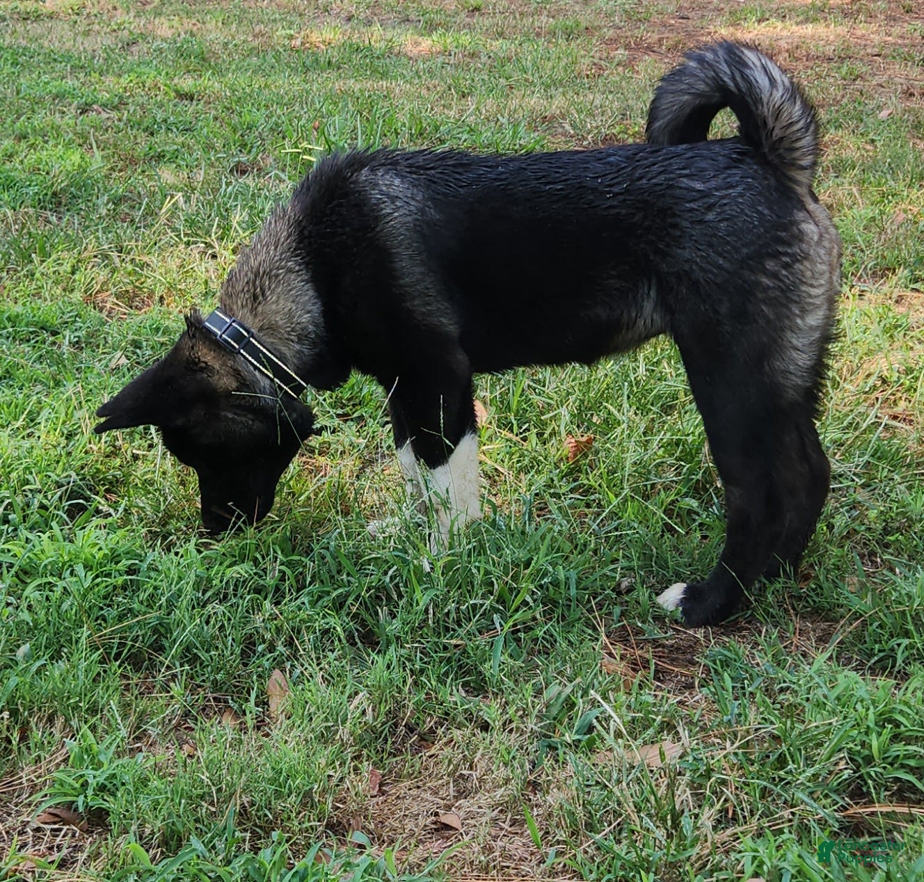 Akita