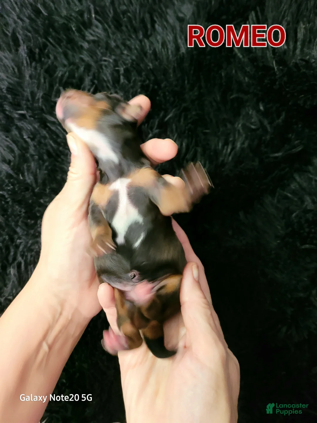 Miniature Dachshund dogs for sale: Romeo - Ad 13