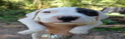 Staffordshire Bull Terrier dogs for sale: Lucy - Ad 6